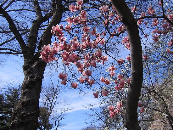 central park spring wallpaper. central park spring pictures.