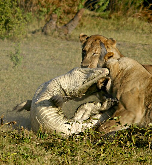 Lion Against Crocodile