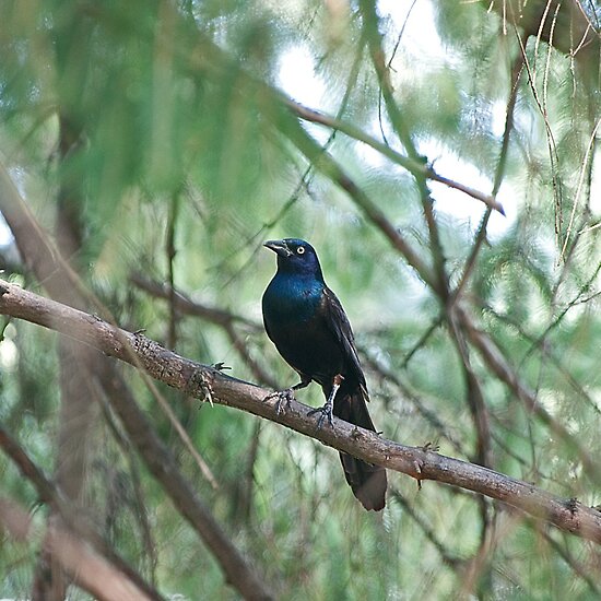 common grackle bird. Common Grackle by Mike Oxley