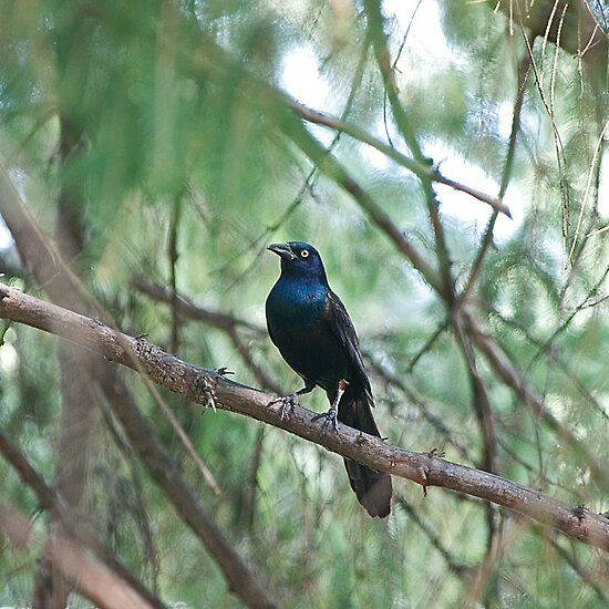 common grackle juvenile. makeup 2010 Common Grackle.