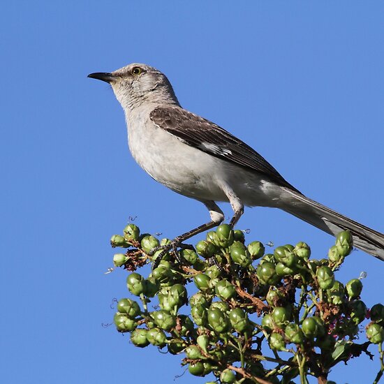 new york state bird and flower. Missouri State Bird And