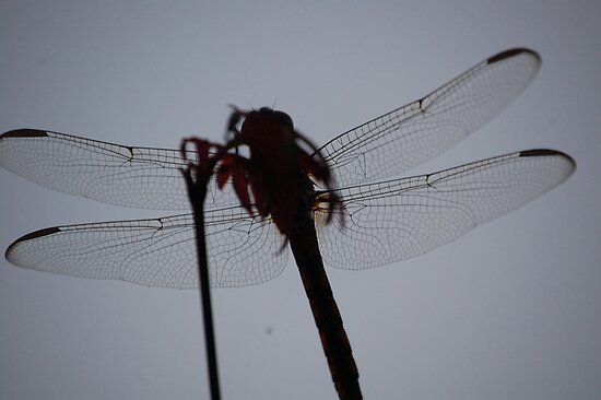 Japanese+dragonfly+art
