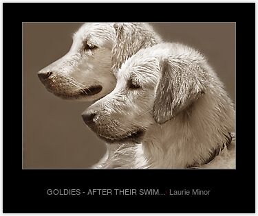 golden retriever puppies in the snow. golden retriever, play, pup,