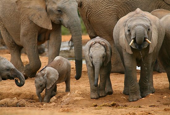 african elephant art. Baby African Elephants by