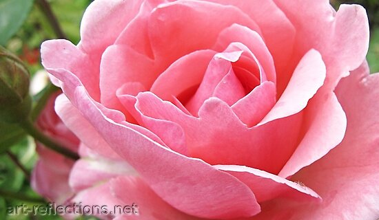 big pink roses pictures. Pink Rose