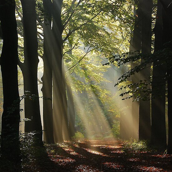enchanted forest wedding theme ideas. [Enchanted fairy tale table]