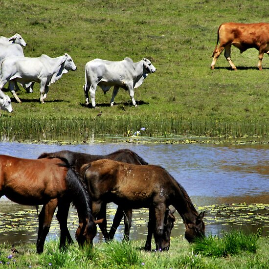 Cow And Horse