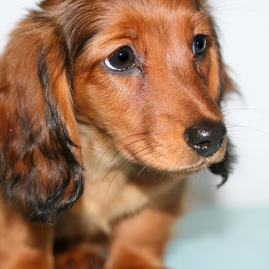 long haired dachshund pictures. Miniature long haired