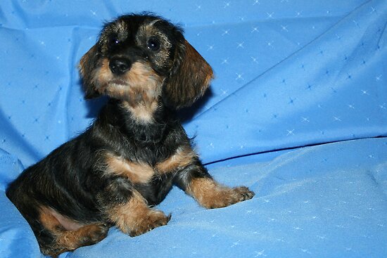 black long haired dachshund puppy. miniature long haired