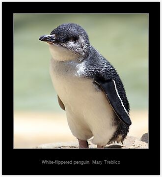 White Flippered Penguin