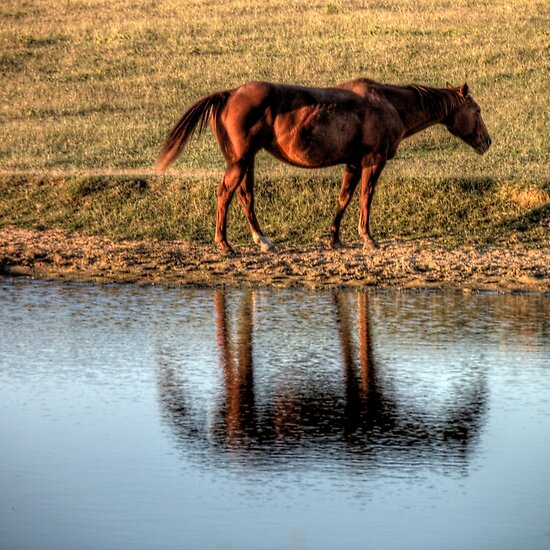 horse pictures to color and print. A Horse of a Common Color by