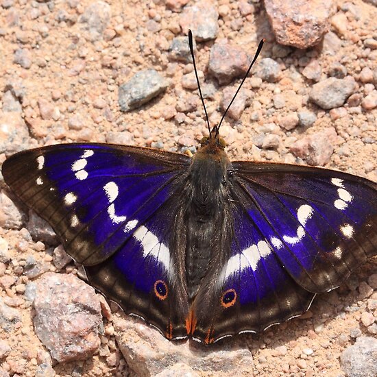 Purple Emperor Butterfly, Purple Emperor Butterfly Pictures