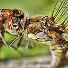 Dragonflies+mating+in+mid+air