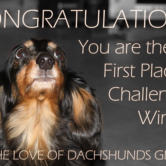 The Love of Dachshunds Challenge Winner Banner belongs to the following 