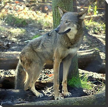 red furred wolf