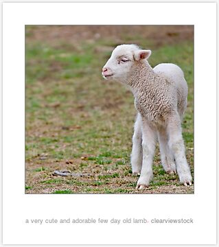 Young Lamb