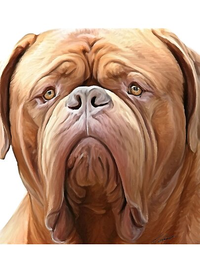 Dogue+de+bordeaux+french+mastiff