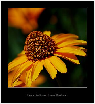 sunflower pictures to print. False Sunflower, close up in