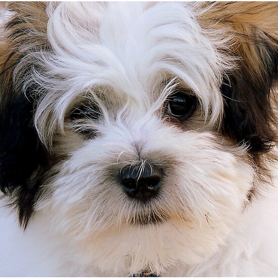 Shih+tzu+bichon