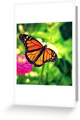 Winds in the Woods series