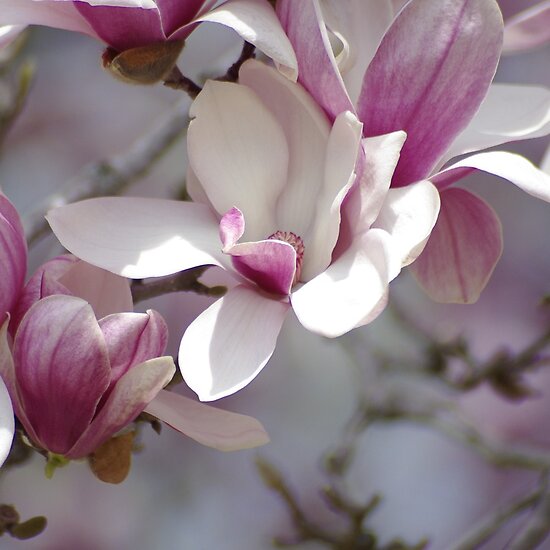 pink magnolia tree pictures. pink tulip tree, magnolia