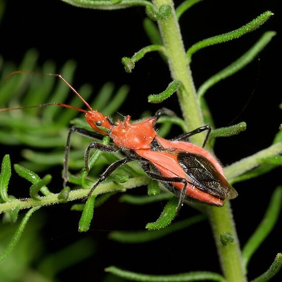 Assassin+bug+bite+australia