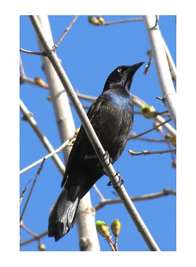 common grackle. Common grackle by hummingbirds