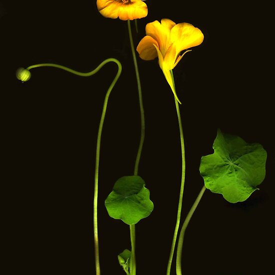 Golden Nasturtium by Barbara Wyeth