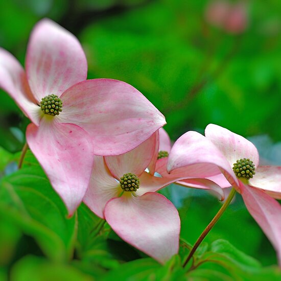 Dogwood+blossom