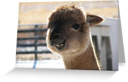 Smiling Alpaca