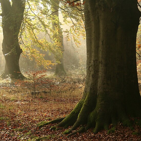 enchanted forest. The Enchanted Forest by Graham