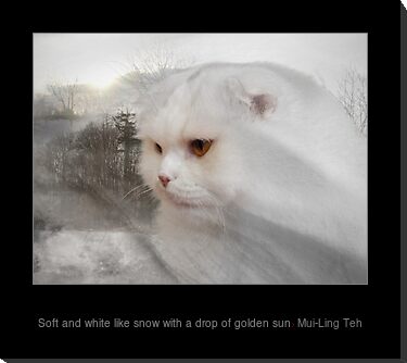 "Soft and white with a drop of golden sun" by Mui-Ling Teh