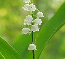Lily of the Valley: Art, Design & Photography | Redbubble