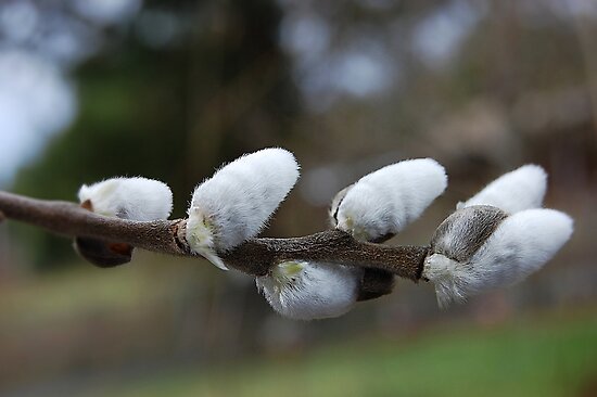 ... for spring. What else did you expect, a picture of pussy willows